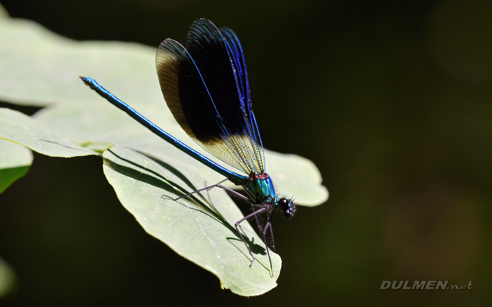 Banded demoiselle (male, Calopteryx splendens)
